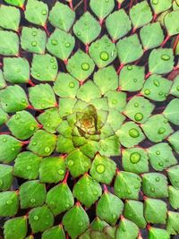 Full frame shot of wet green leaves