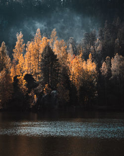 Trees by lake in forest during autumn