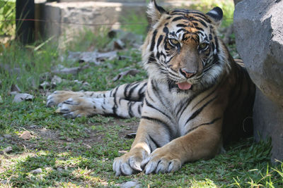 Tiger relaxing on field