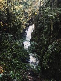 Scenic view of waterfall in forest