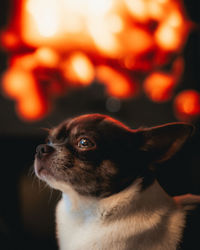 Close-up of a dog looking away