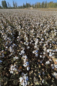 White flowering plants on field against sky