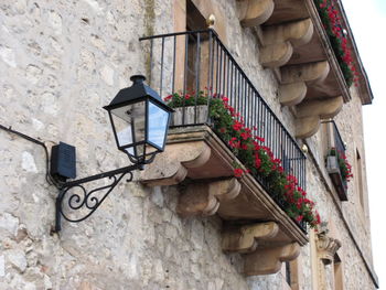 Low angle view of potted plant on wall of building