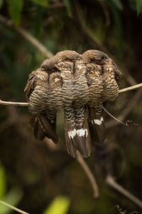 Close-up of three nightjar birds perching