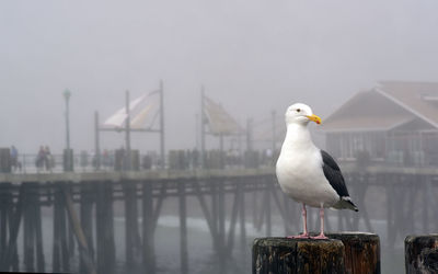 Seagull perching on wooden post against sky