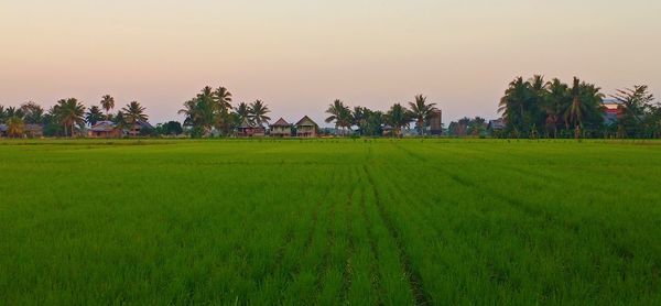 Scenic view of agricultural field against sky during sunset