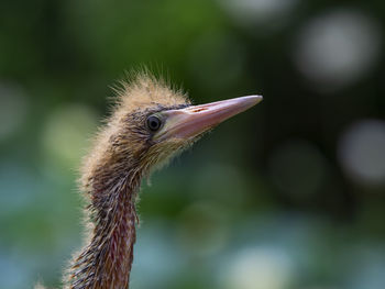 Close-up of bird