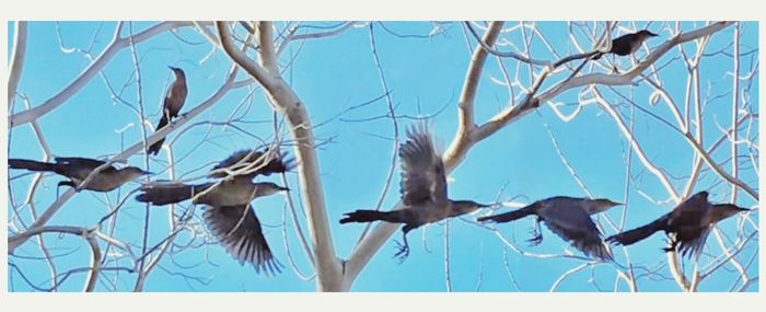 Low angle view of birds perching on bare tree
