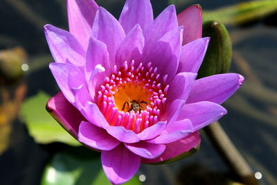Close-up of water lily blooming outdoors
