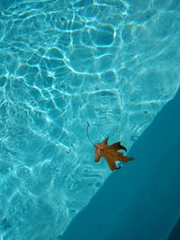 High angle view of fish swimming in sea