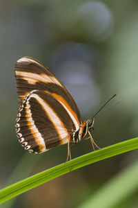 Close-up of butterfly perching on leaf