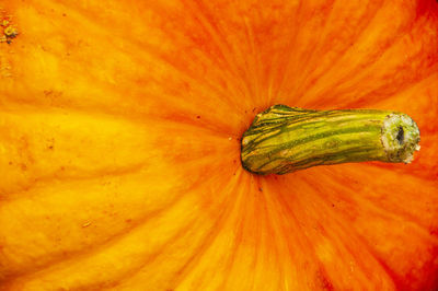 Full frame shot of pumpkin flower