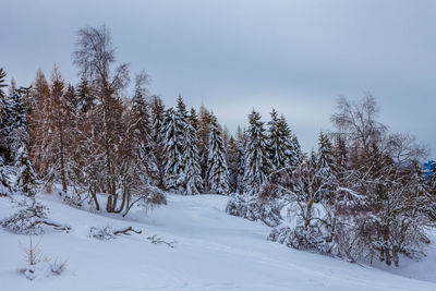 Trees on snow covered field against sky