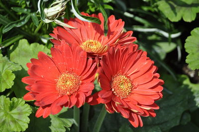 Close-up of pink flowers