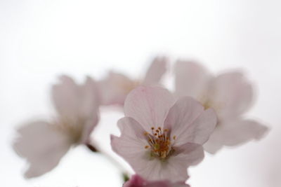 Close-up of pink flowers