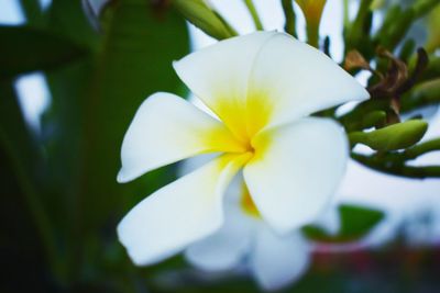 Close-up of frangipani blooming outdoors