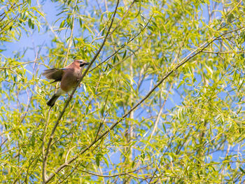 Eurasian jay garrulus glandarius on a blooming willow tree against bright blue sky