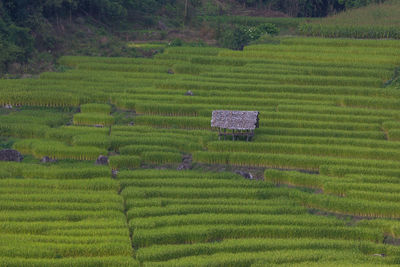 Scenic view of rice field