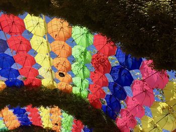 Multi colored trees