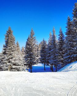 Snow covered pine trees on field against clear blue sky