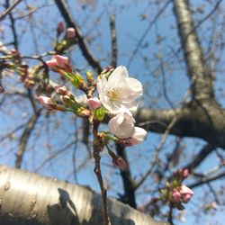 Low angle view of apple blossoms in spring