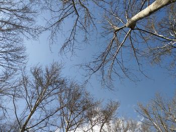 Low angle view of bare trees against sky