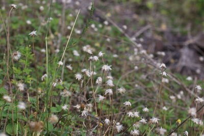 Close-up of white flowering plants on field