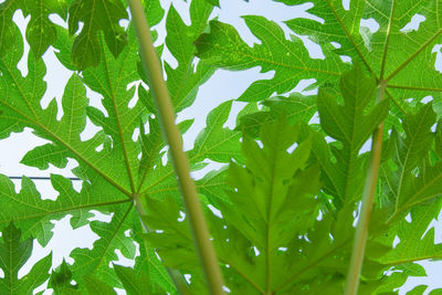 Close-up of green leaves on plant