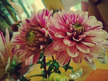 Close-up of flowers