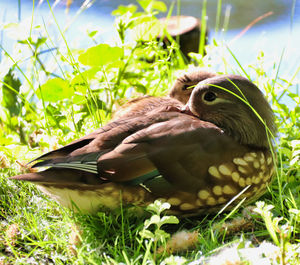 Close-up of a duck