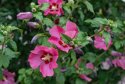 Close-up of pink flowering plant