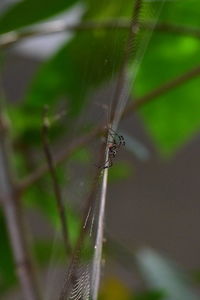 Close-up of insect on leaf