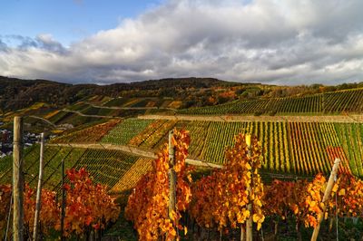 View of vineyard against cloudy sky