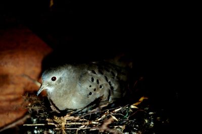 Close-up of bird