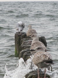 View of seagulls swimming in sea