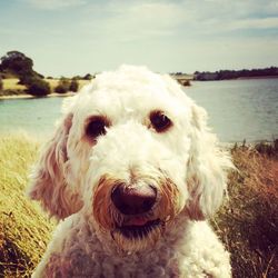 Close-up of dog looking away