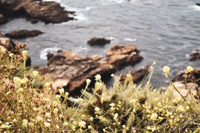 Close-up of rocks by sea