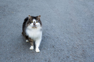 Close-up of cat