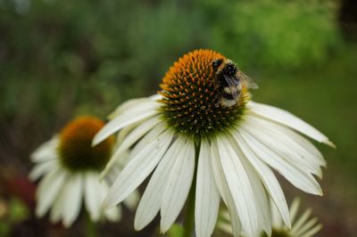 Close-up of bee pollinating on coneflower