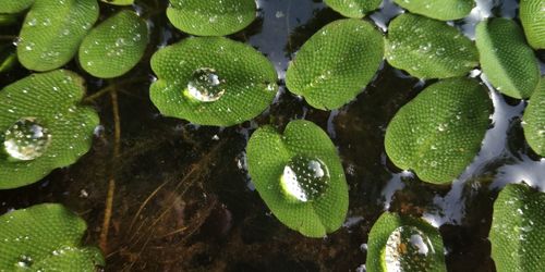 Full frame shot of wet leaves floating on water