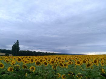 Scenic view of oilseed rape field against sky