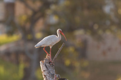 Close-up of seagull perching on wooden post