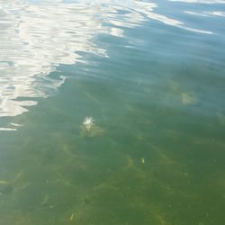 Reflection of trees in water