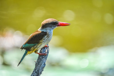 Close-up of bird perching on branch