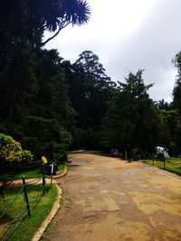 People walking on road by trees against sky