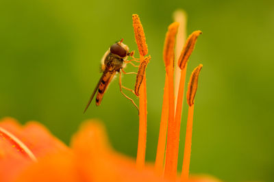 Close-up of insect on flower