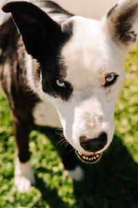 Close-up of dog