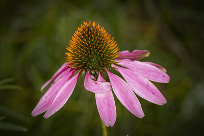 Close-up of pink flower