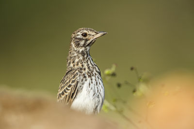 Close-up of bird perching on plant