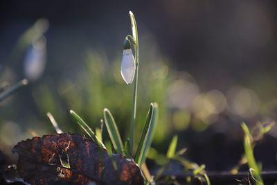 Close-up of plant growing on field